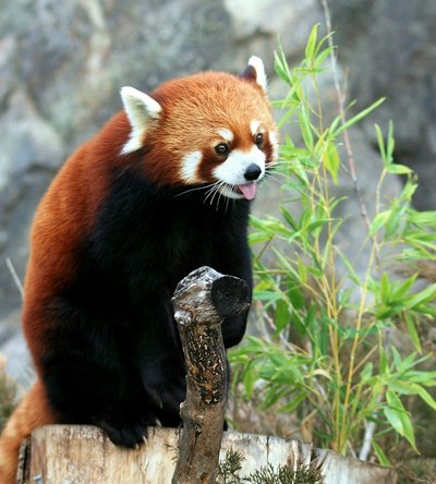Mozilla Firefox - Красная панда