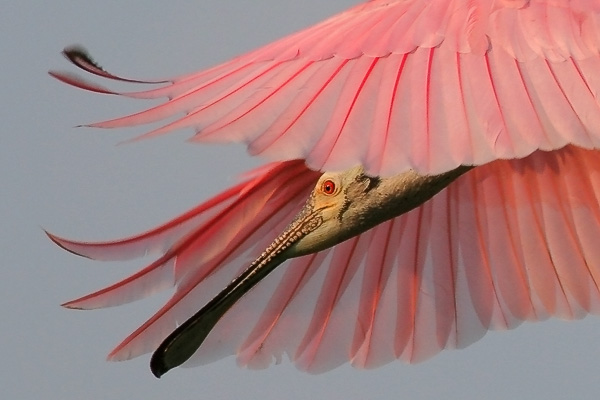 Чудо-птица Колпица Розовая