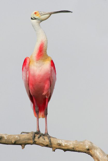 Чудо-птица Колпица Розовая