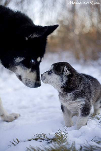 Хаски - добродушие и благородство собаки-волка