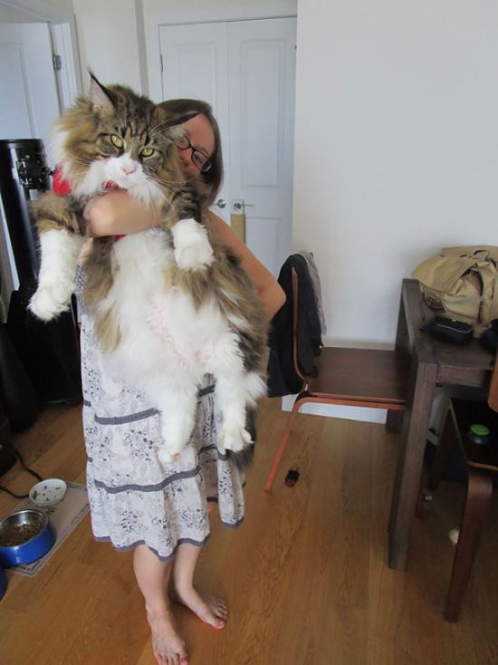 Мейн-кун - самые крупные домашние кошки в мире