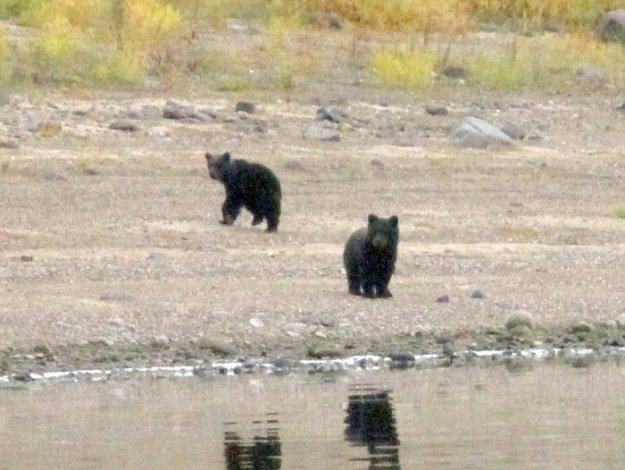 Редкие кадры прощания медведицы с медвежатами