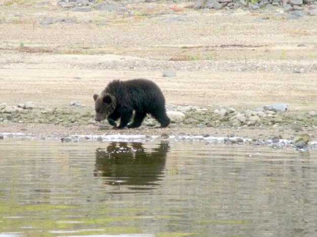 Редкие кадры прощания медведицы с медвежатами