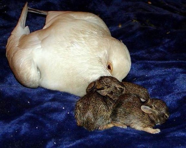 Новая семья для кроликов