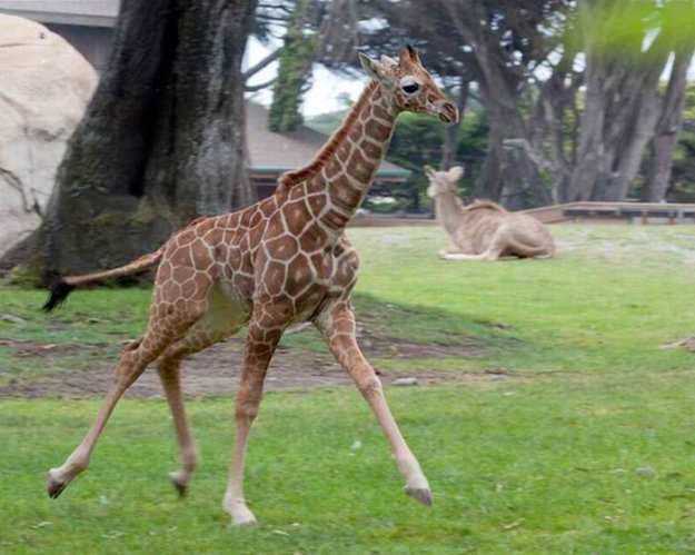 Детеныши жирафов