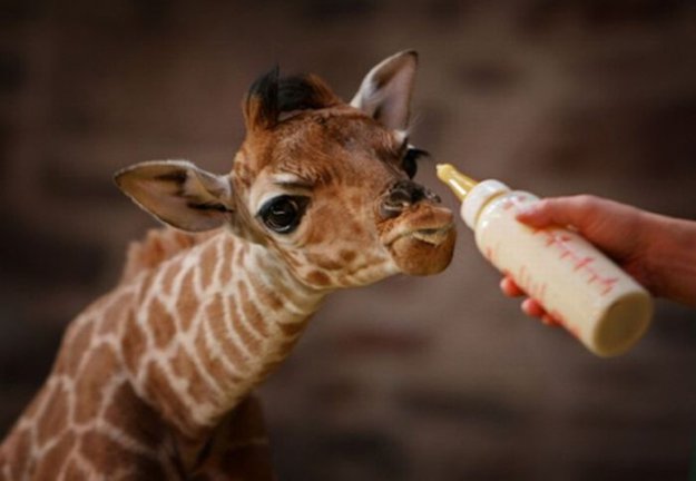 Детеныши жирафов