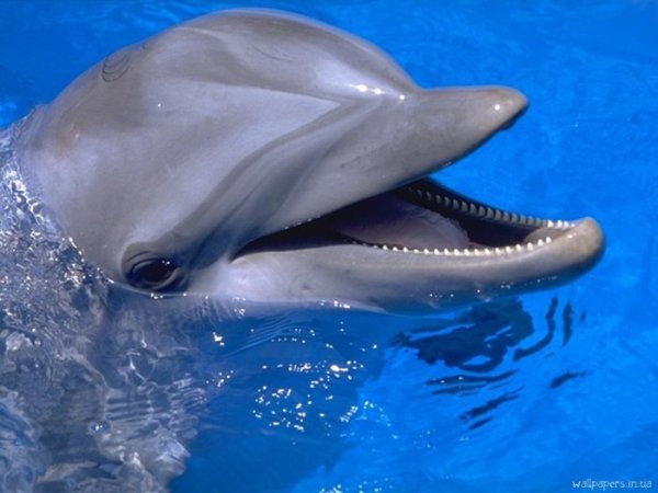 Дельфины!