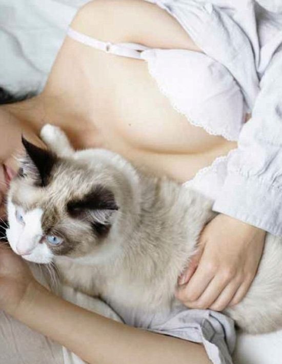 Кошки тоже без ума от женской груди