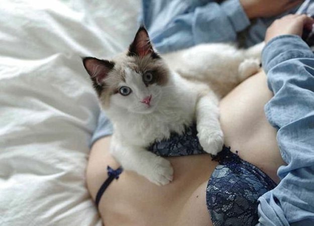Кошки тоже без ума от женской груди