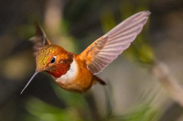 Потрясающие фотографии птиц с конкурса Audubon Photography Awards 2017