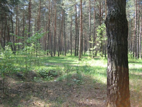 В лесу 14.05.07   )))))))