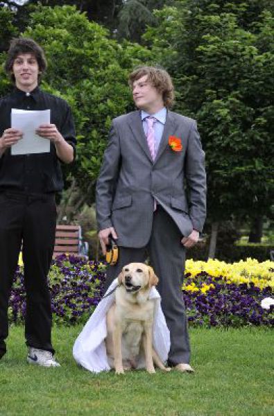 Свадьба на собаке...