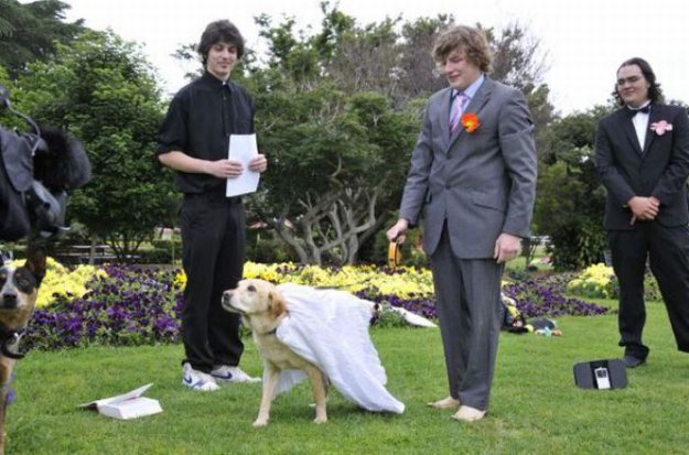 Свадьба на собаке...