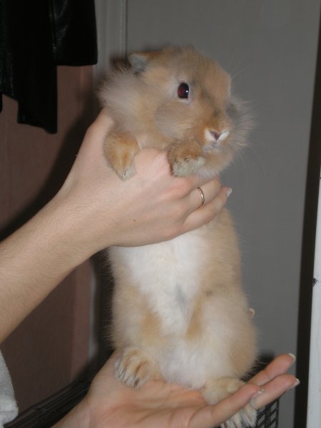 Найгарніше і найнеслухняніше кроленя у світі:)