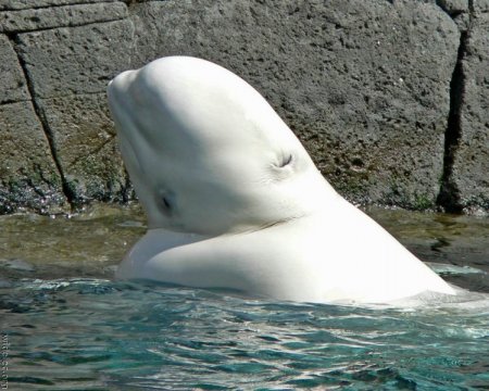Дельфин Белуха