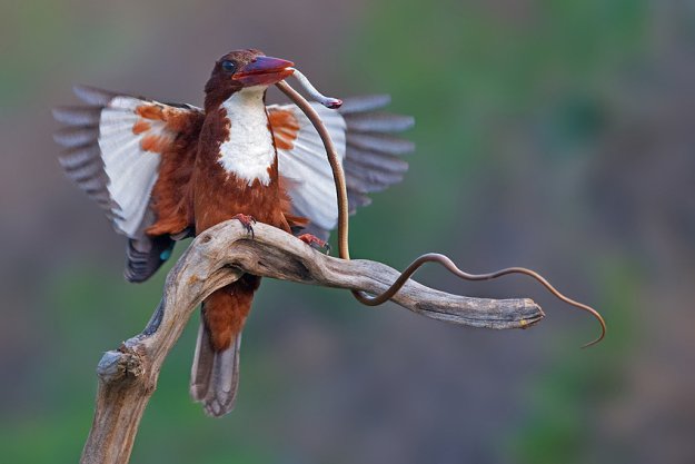 Удивительные фотографии птиц Яки Зандера
