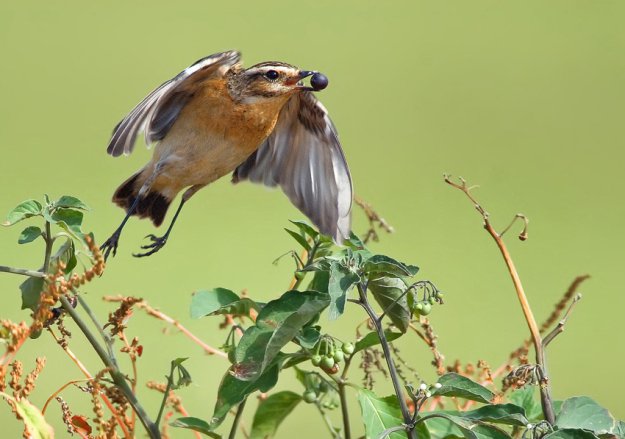 Удивительные фотографии птиц Яки Зандера