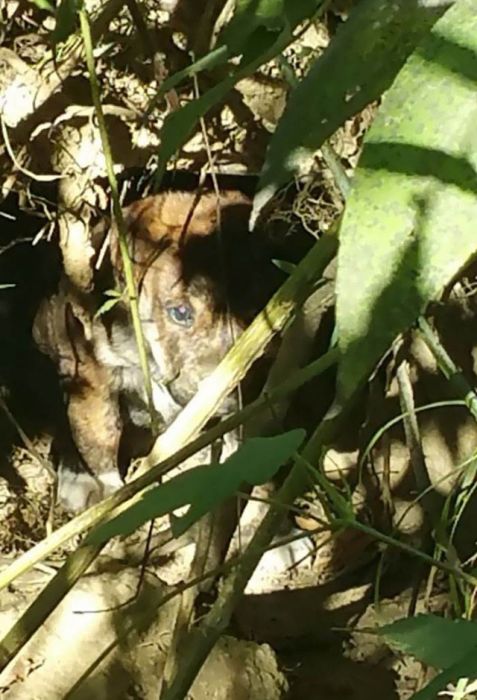 Лесной мальчишник превратился в заботу о бездомных щенках