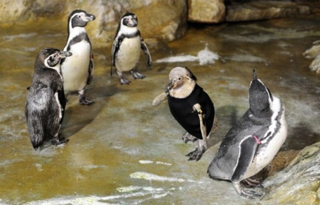 Пингвин без перьев научился плавать в гидрокостюме