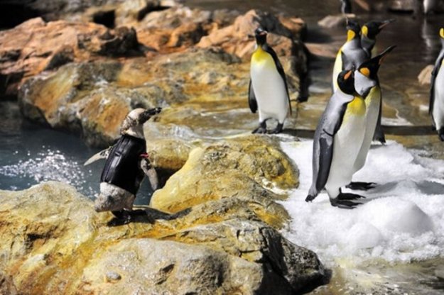 Пингвин без перьев научился плавать в гидрокостюме