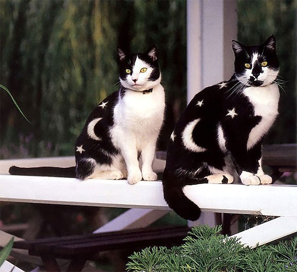 Разрисованные котики от Бертона Сильвера и Хезер Буш из Новой Зеландии.