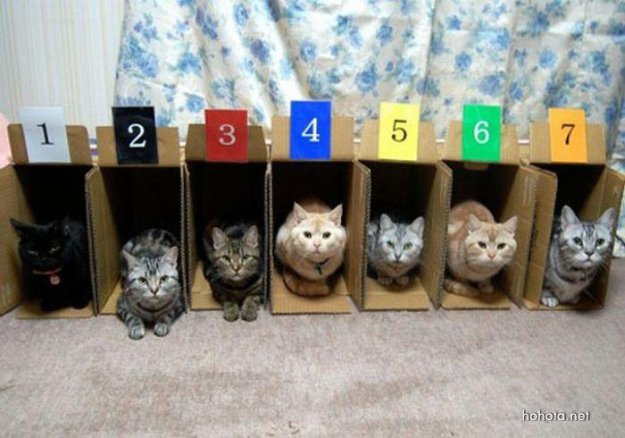 Как распределить кошек