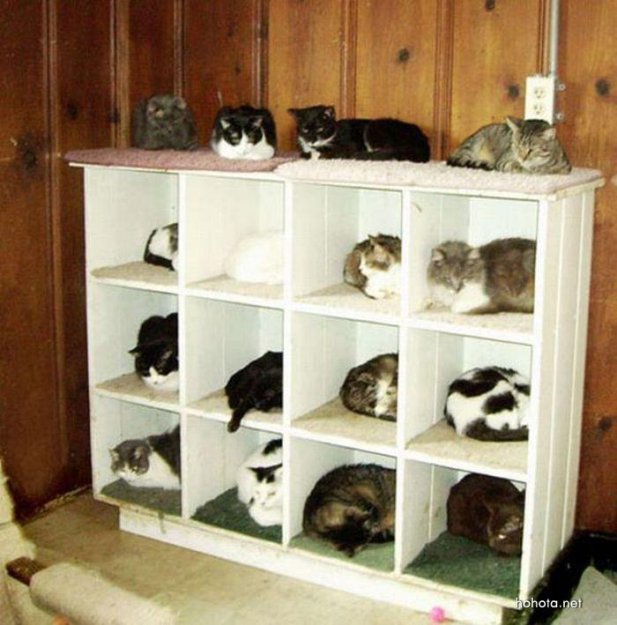 Как распределить кошек