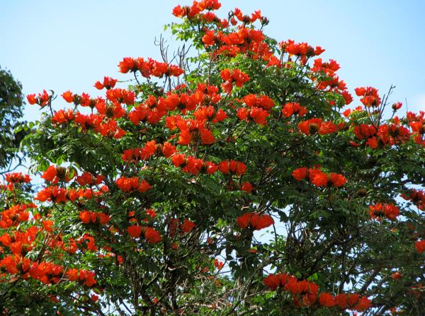 Стопадея - Африканское Тюльпанное Дерево