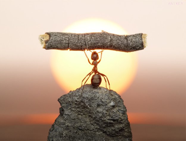 Жизнь муравьев..