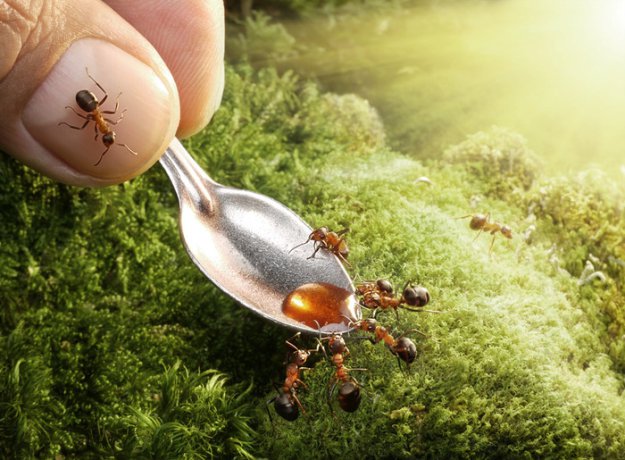 Жизнь муравьев..