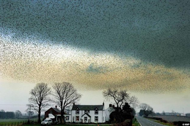 Воздушные танцы тысяч скворцов в небе над Шотландией