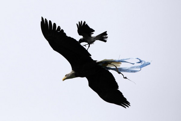 Перед матчем с Кьево на символа Лацио орла напала ворона