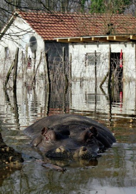 Из зоопарка в Черногории сбежал бегемот