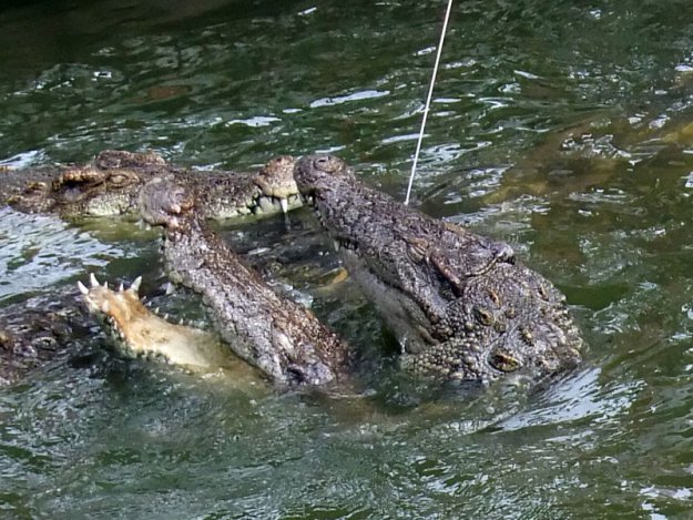 Как я кормил крокодилов