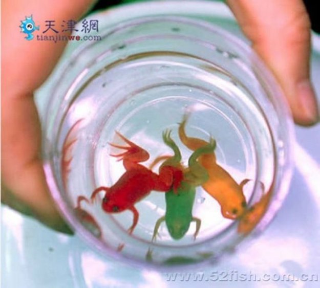 Китай снова чудит: в стране красят лягушек
