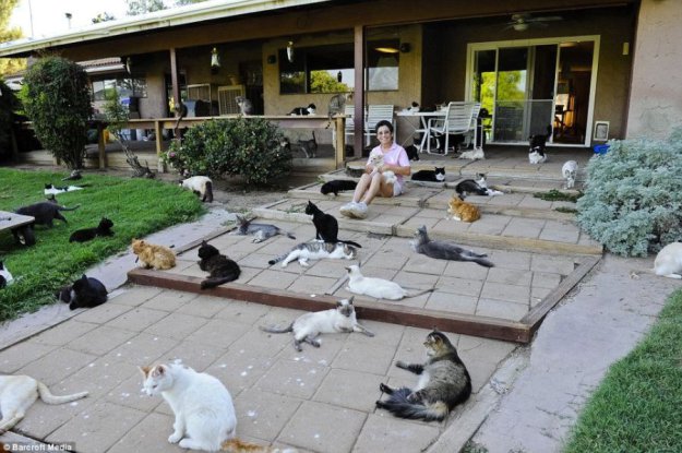 Дом кошек в Калифорнии