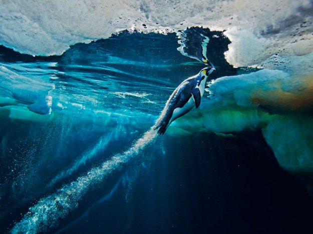 Лучшие фотографии 2012 года от National Geographic