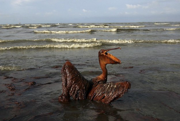 Страшные последствия разлива нефти в Мексиканском заливе