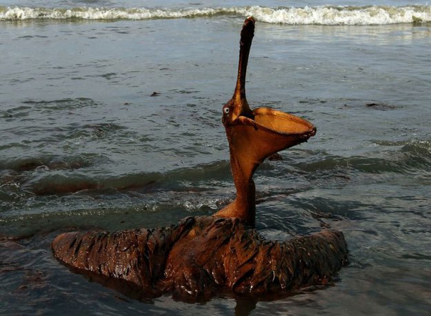 Страшные последствия разлива нефти в Мексиканском заливе