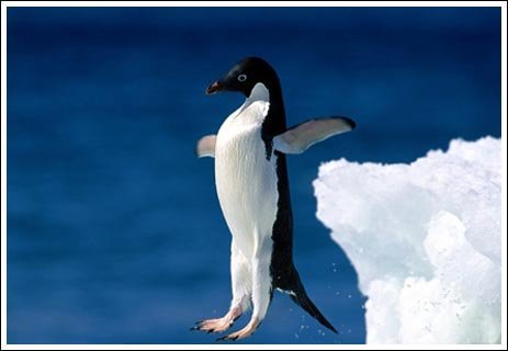 Тема пингвинов