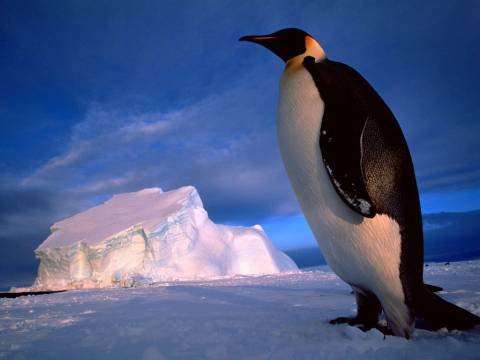 Тема пингвинов