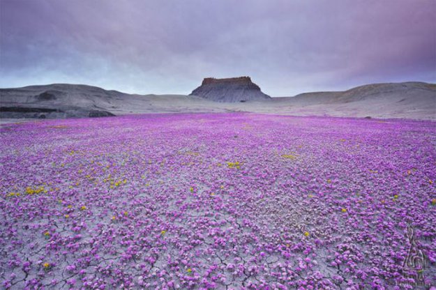 Лучшие снимки природы за 2012 год