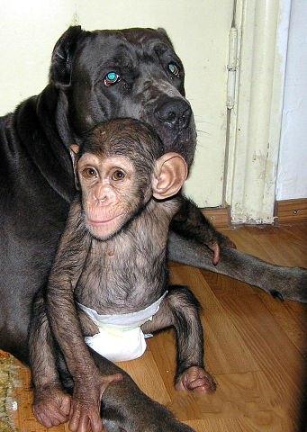 Собака усыновила дитеныша шимпанзе...