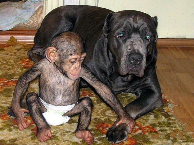 Собака усыновила дитеныша шимпанзе...