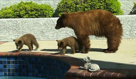 Медведи зашли в гости