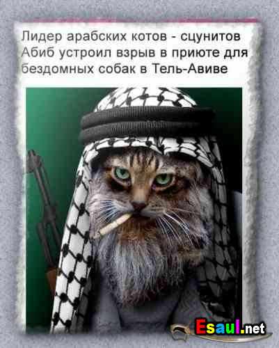 Кот терорист )))