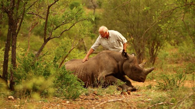 Как перевезти носорога?