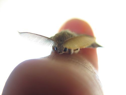 Miniaturnie givotnie