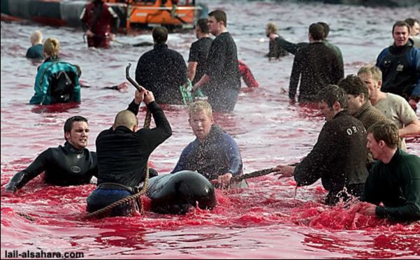 Убийство дельфинов в Дании (слабонервным не смотреть)