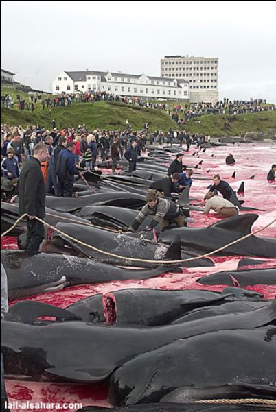 Убийство дельфинов в Дании (слабонервным не смотреть)